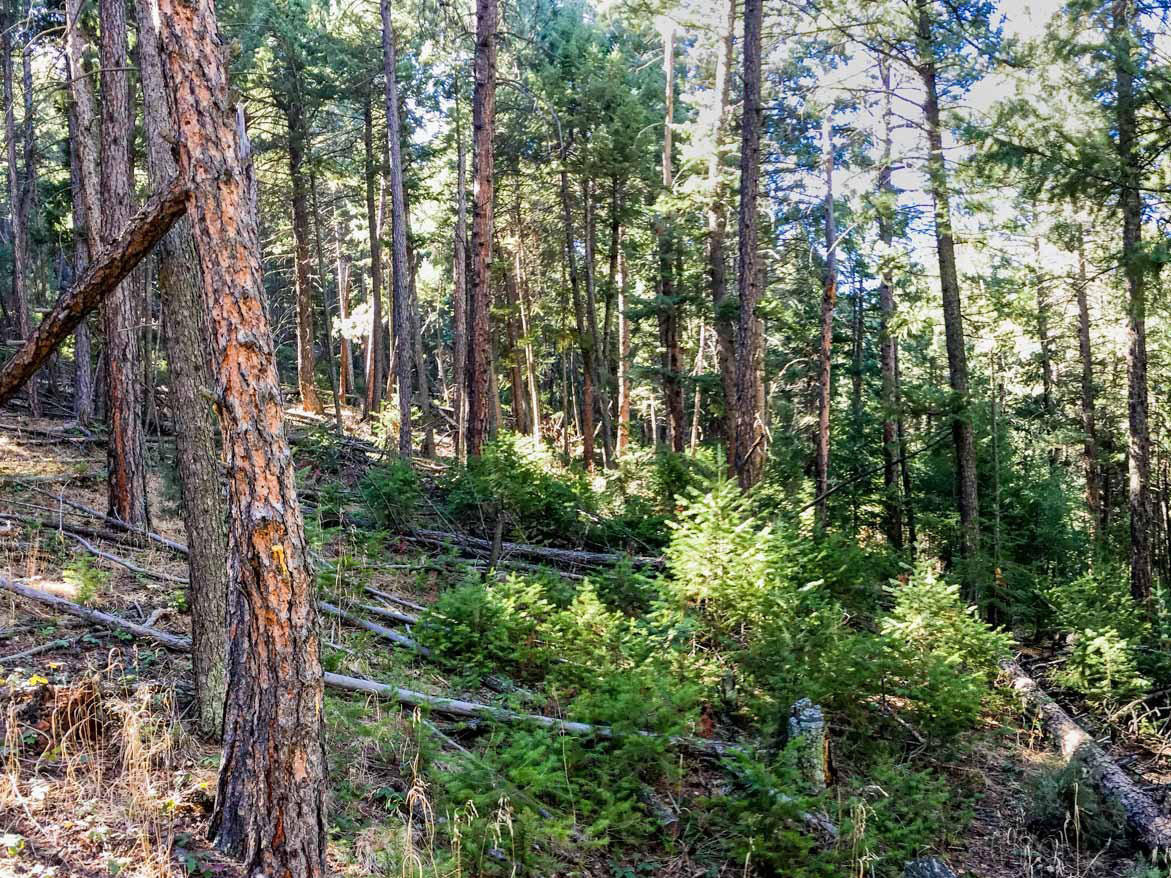 dense conifer forest with at the Geneva Glen 1 project with very little undergrowth