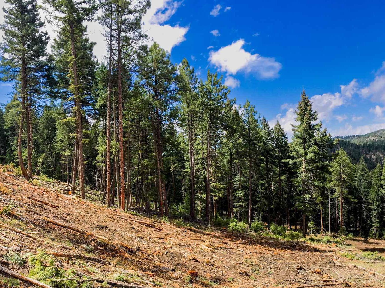 clearing in a conifer forest with mulched trees in the foreground at the Geneva Glen 1 project immediately after forest treatment