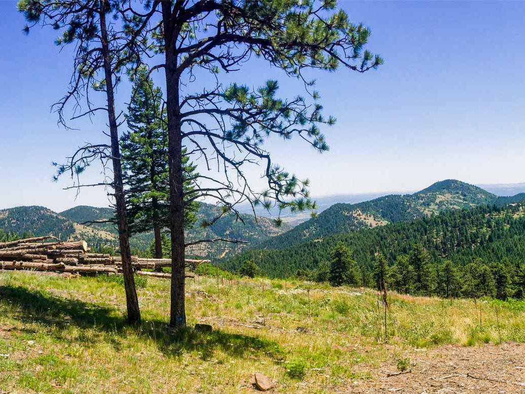 geneva glen 2 project 3 years after treatment shows an open conifer forest with grasses and mountains in the background