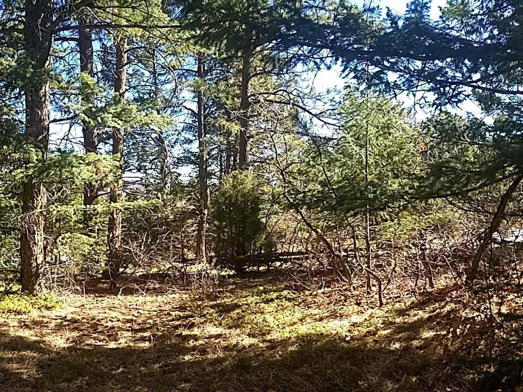 Geneva Glen 2 project before forest treatment showing a dense conifer forest with little undergrowth