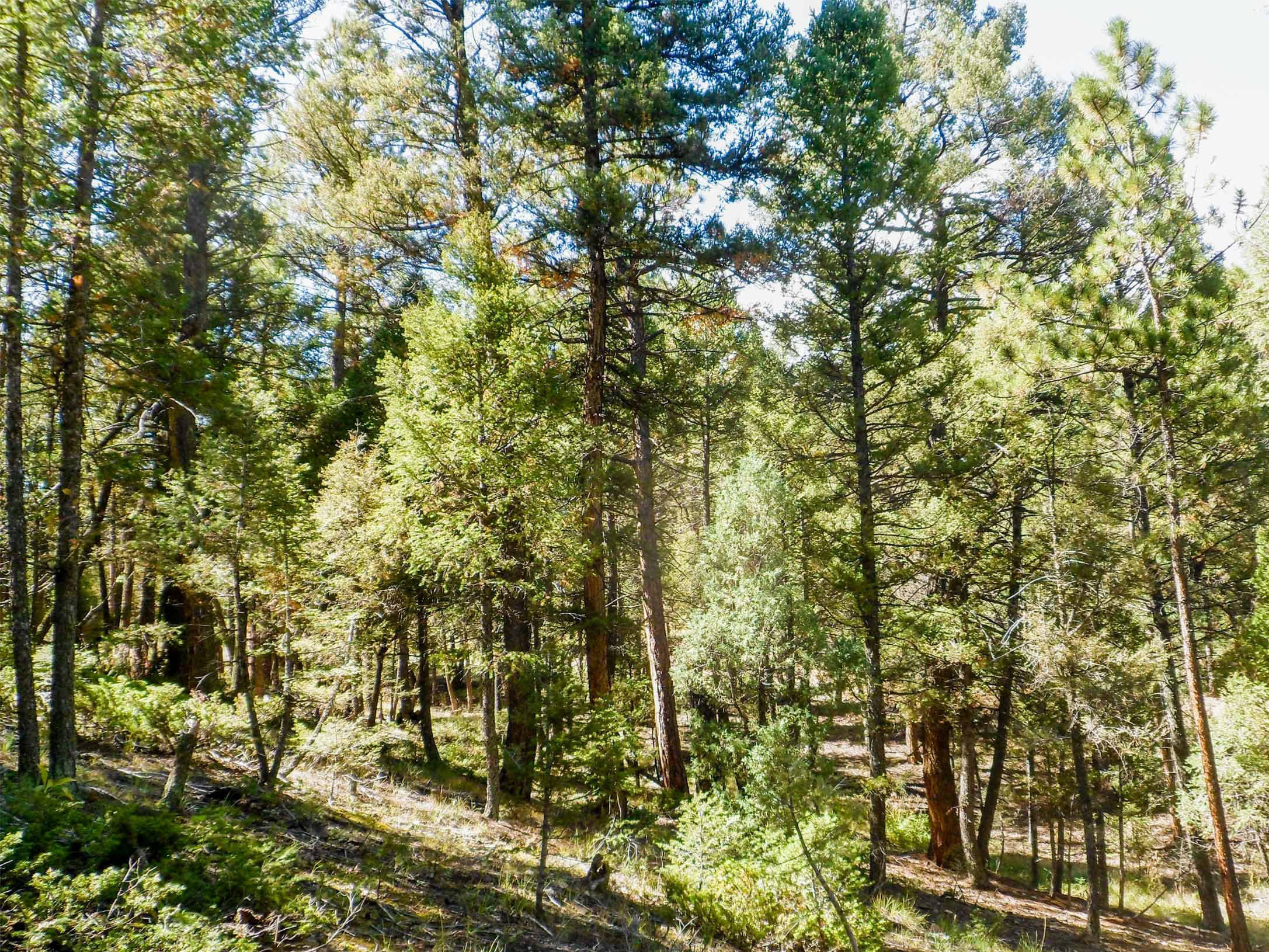 pine country lane project before treatment showing a dense conifer forest with no undergrowth