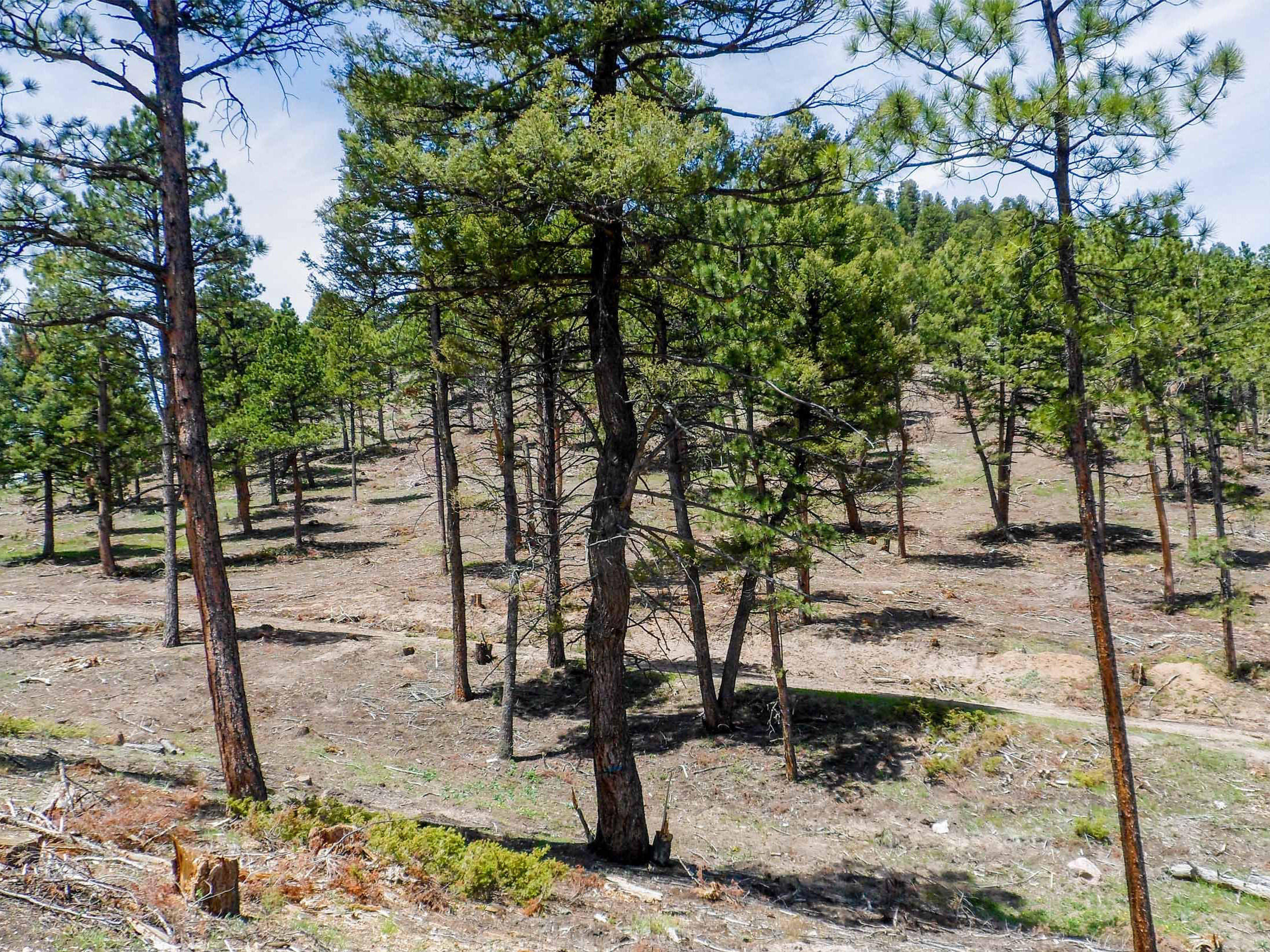 pine country lane project immediately after treatment showing an open forest with bare ground and some grasses and plants beginning to grow