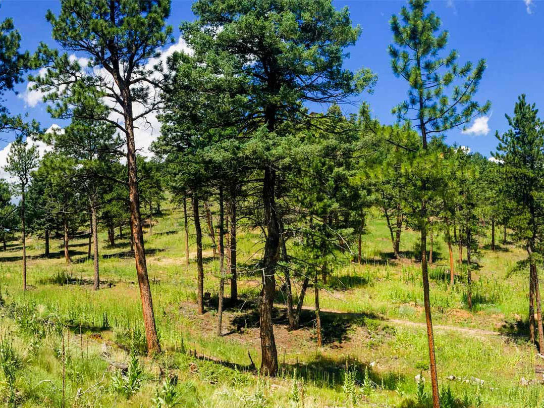 pine country lane project 1 year after treatment showing a scattering of conifer trees in an open grass meadow