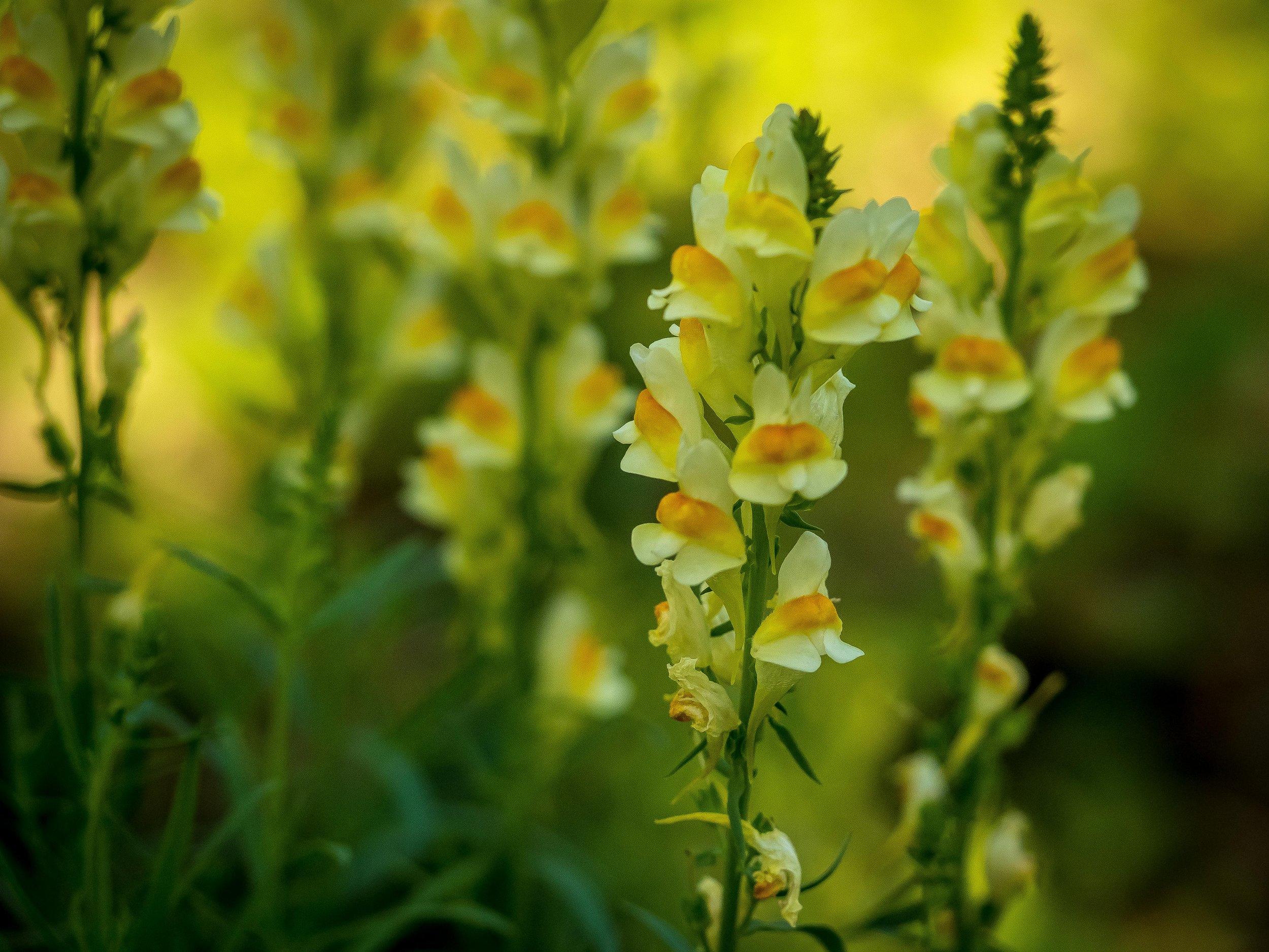 Close-up of yellow toadflax flowers in a stack of light yellow flowers with dark yellow interiors.