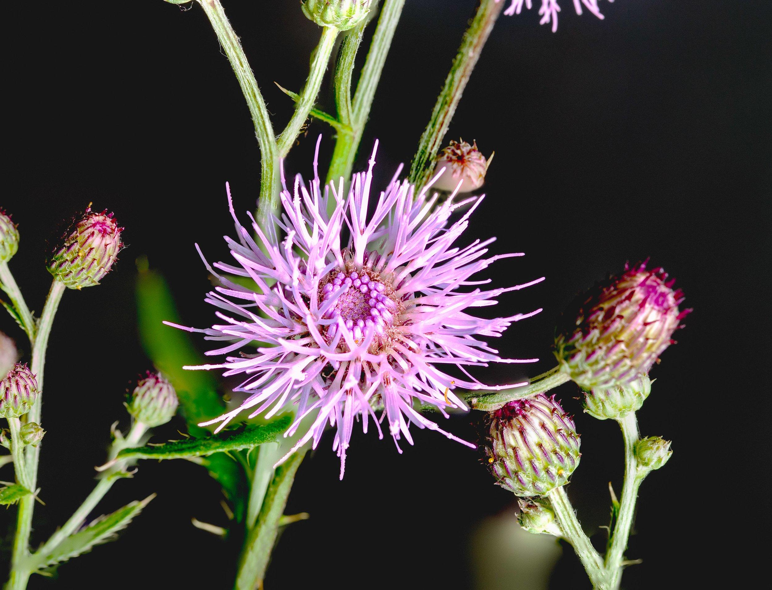 close-up of purple canada thistle flowers and pink and green buds