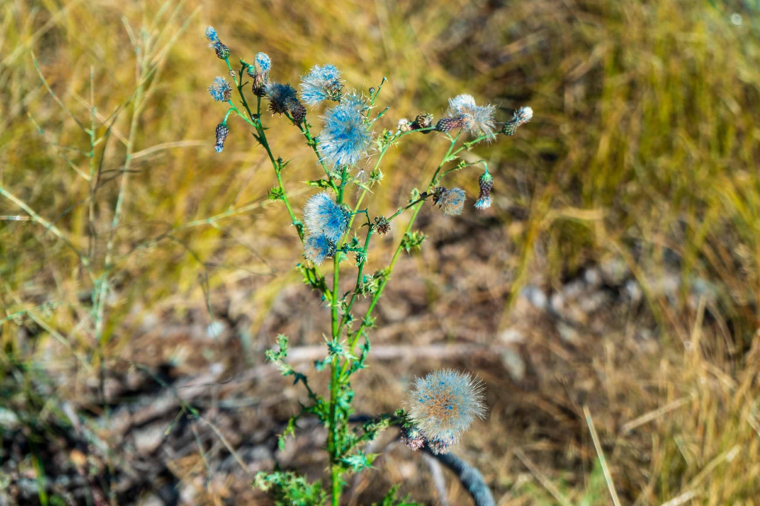 canada thistle sprayed with blue herbicide