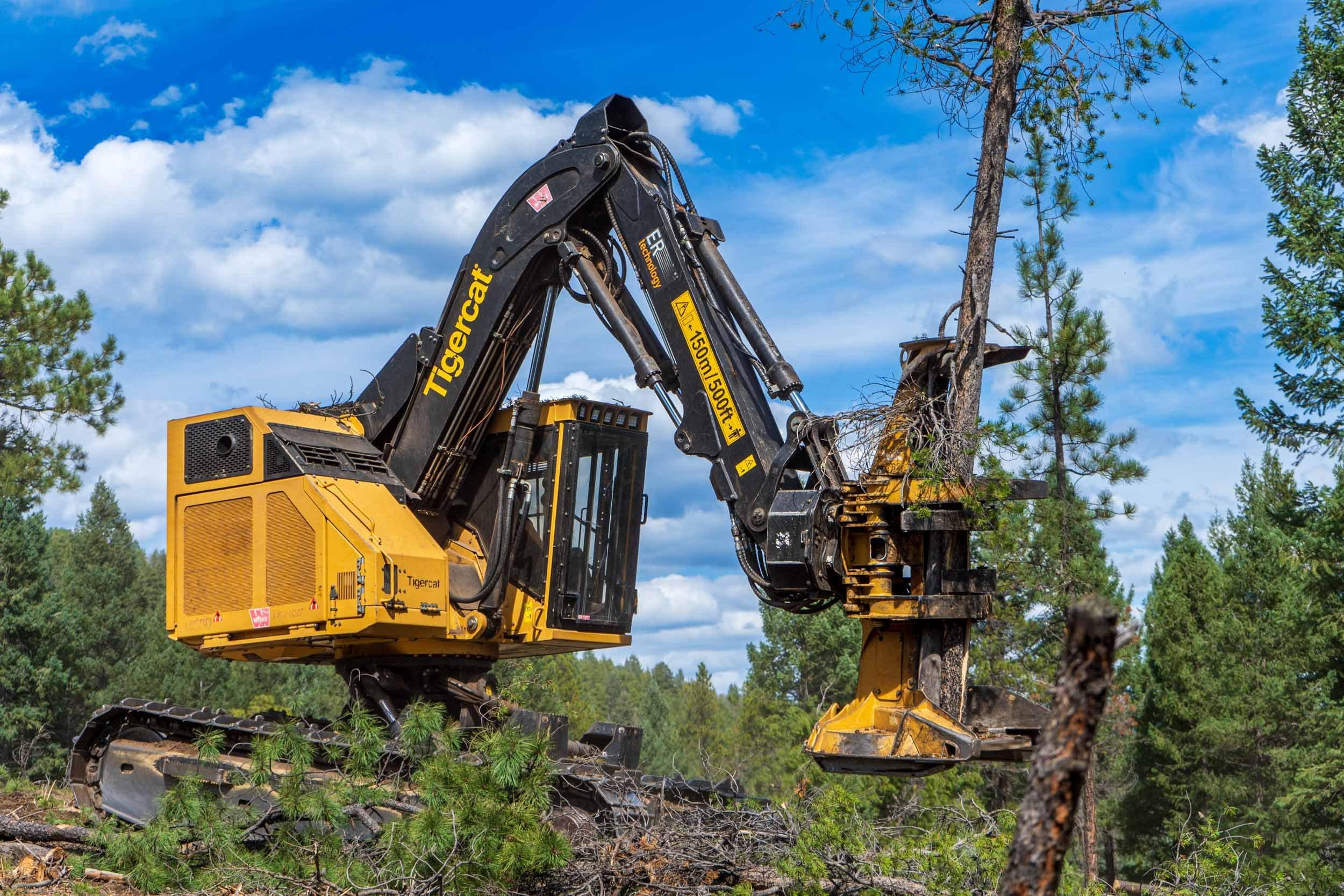 yellow feller buncher holds a conifer tree