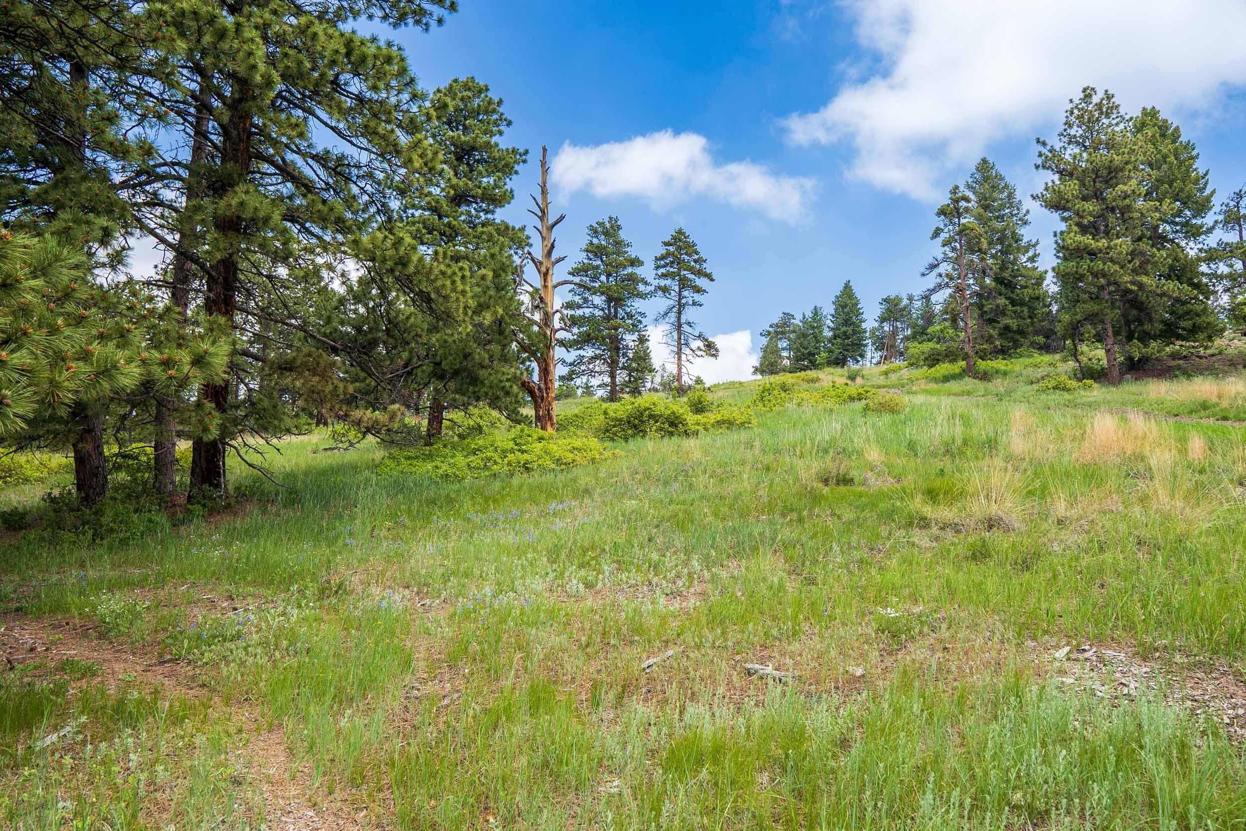 open forest with ponderosa pine 5 years after forest restoration treatment