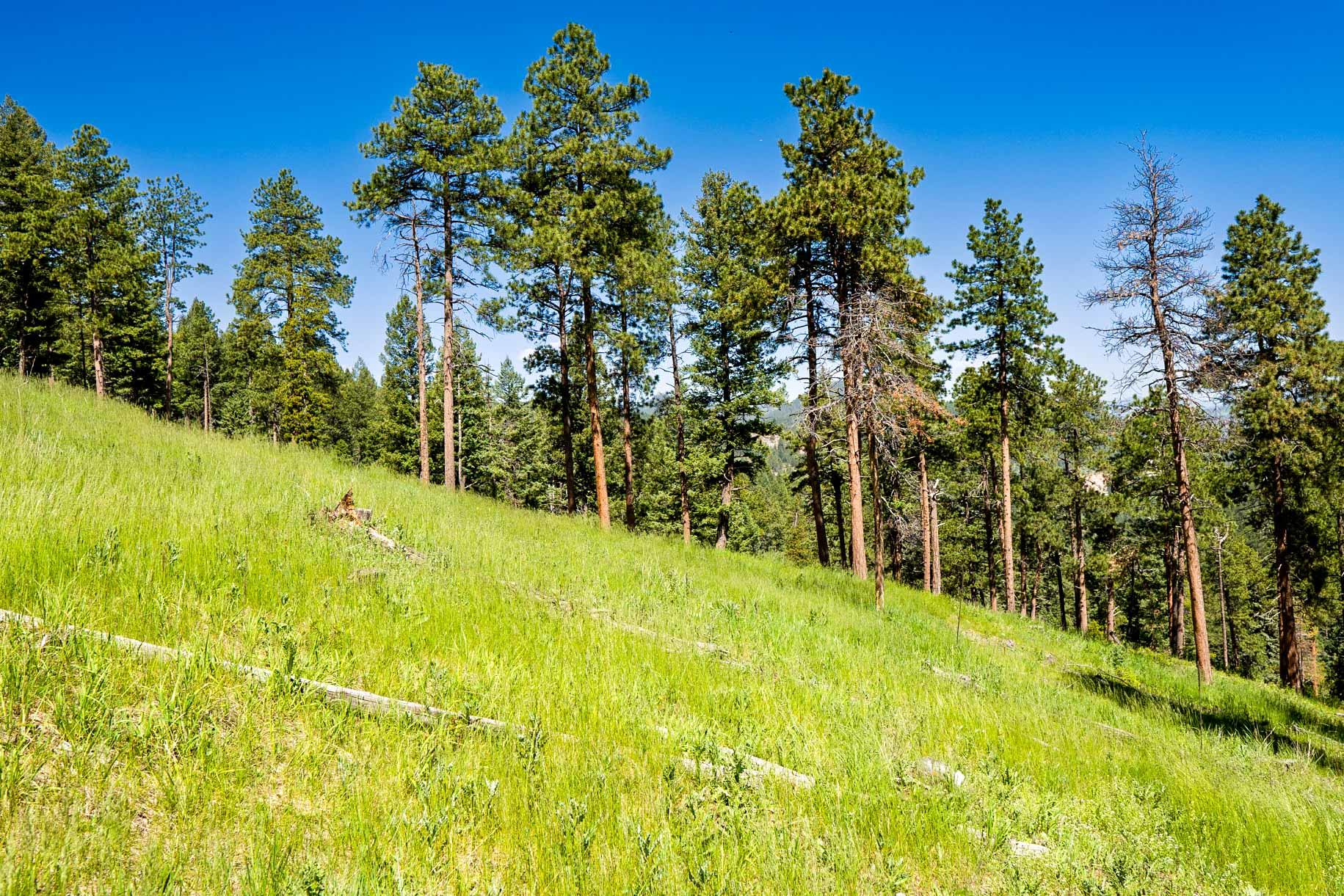 a green grass meadow with a mixed conifer forest on a slope on a sunny day