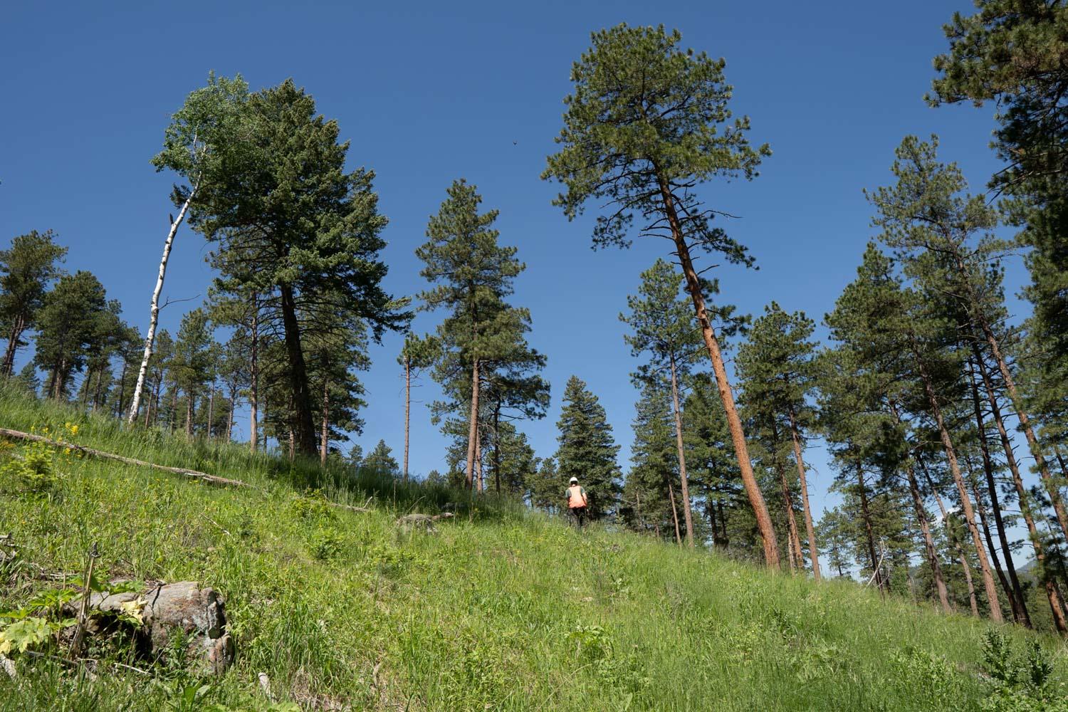 View of ponderosa pines on a hill with a JCD worker in an orange vest in the distance