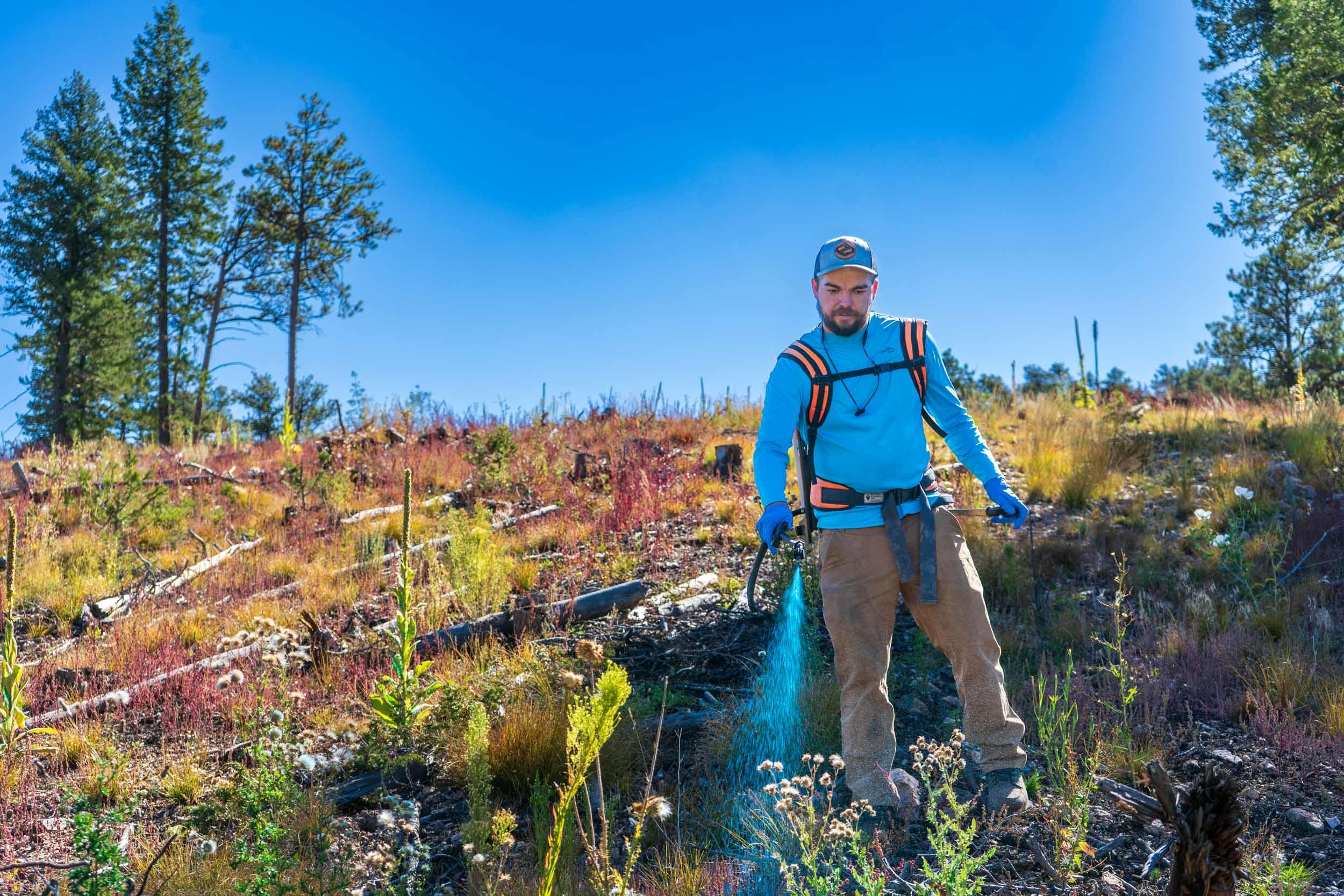 man spraying blue herbicide on noxious weeds