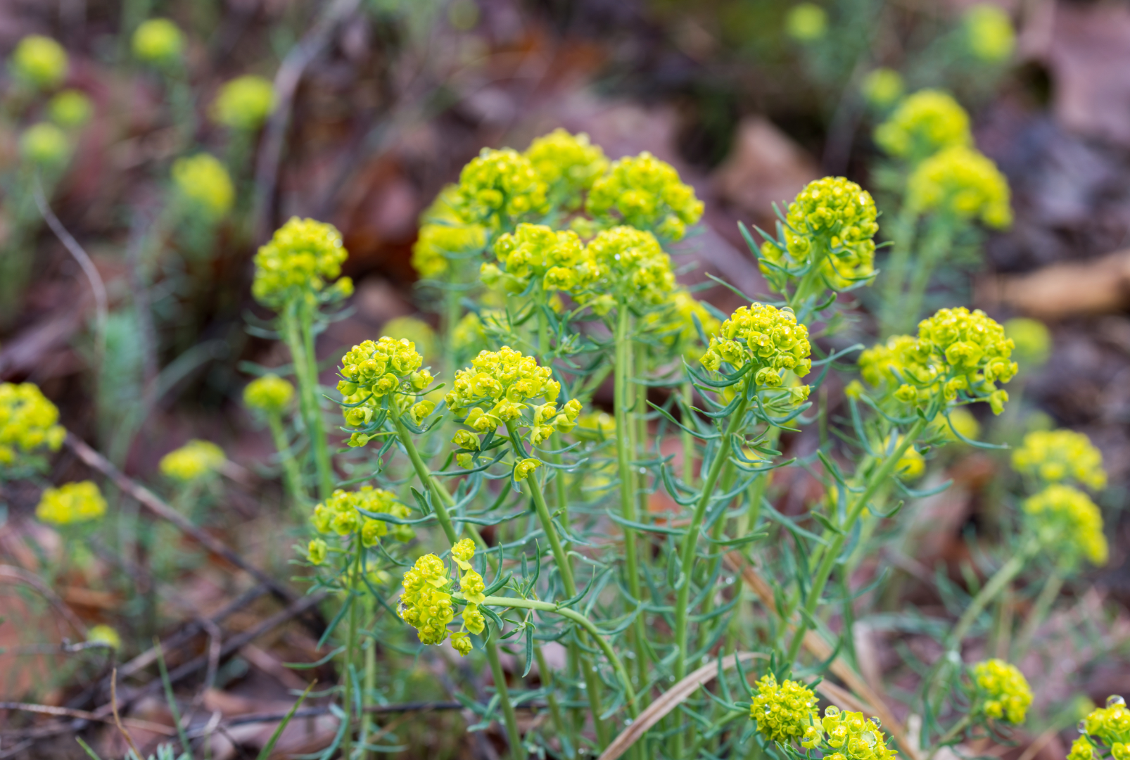 Close-up of leafy spurge small acid-yellow flower clusters