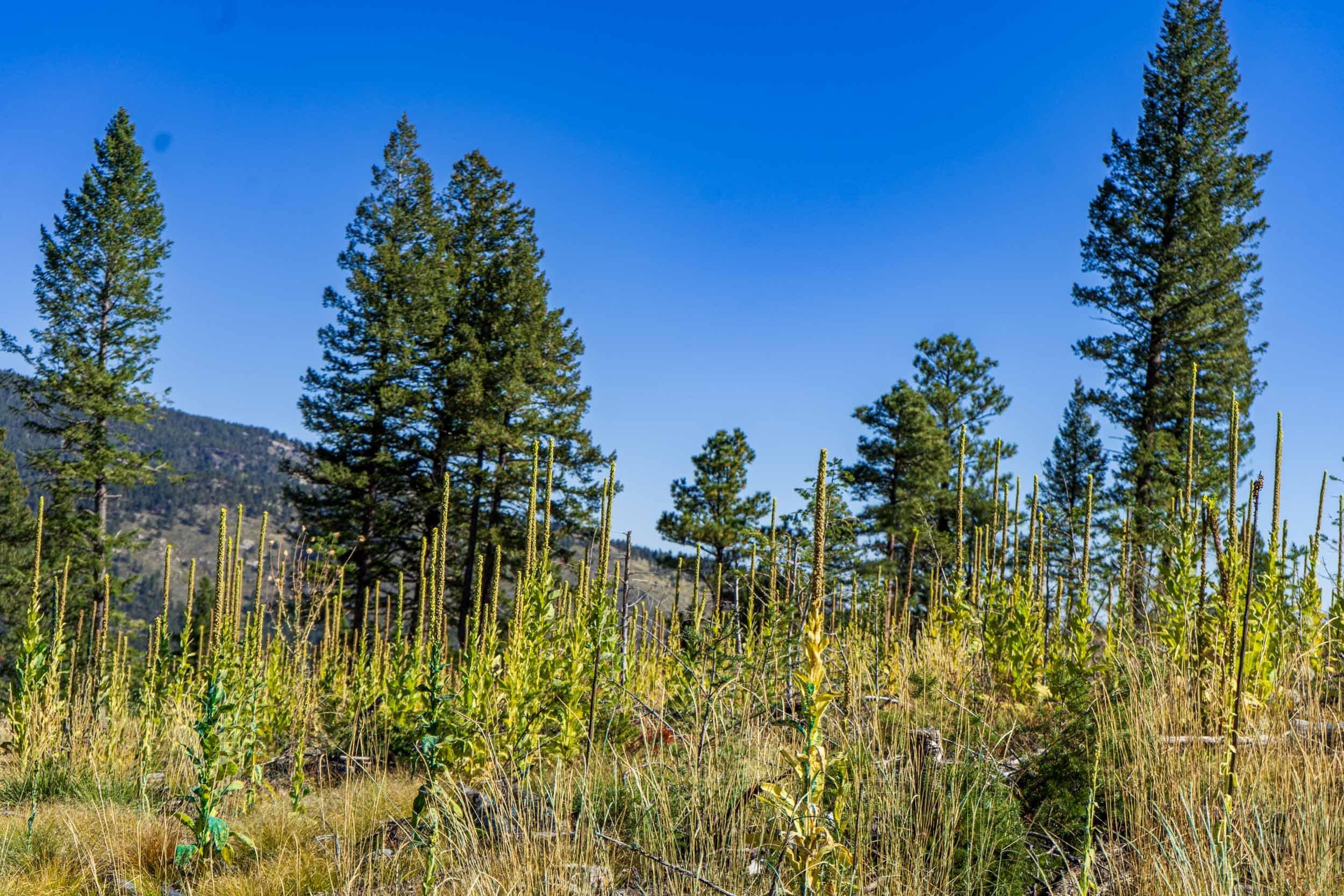 field of mullein sprayed in blue herbicide