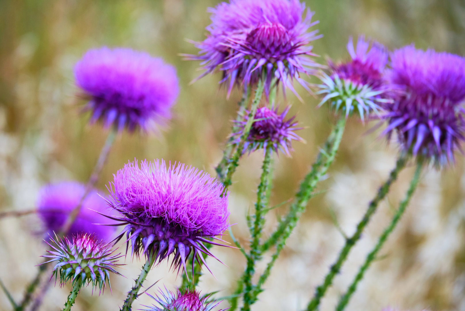 Close up of musk thistle purple flower puffs and spiny green stems