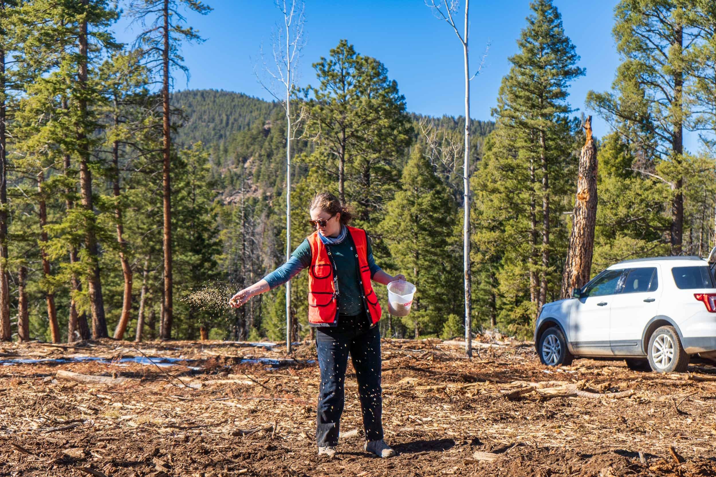 a woman in an orange safety vest spreads native seeds across a disturbed patch of ground after forest treatment