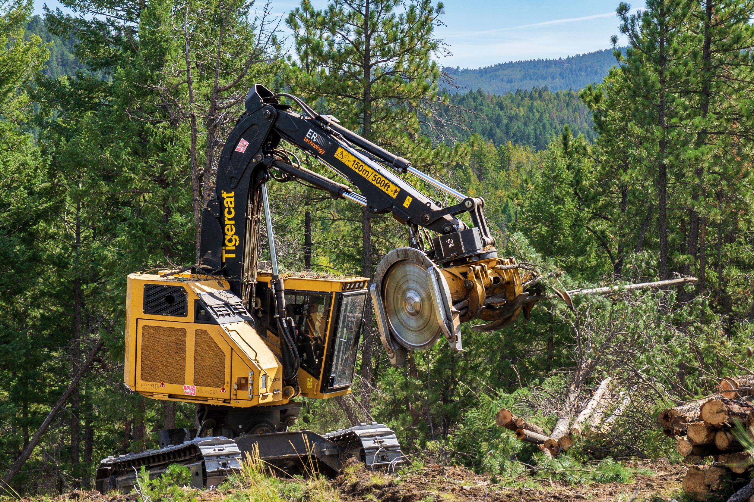 yellow feller buncher, a type of forestry equipment, chops down conifer trees in a forest