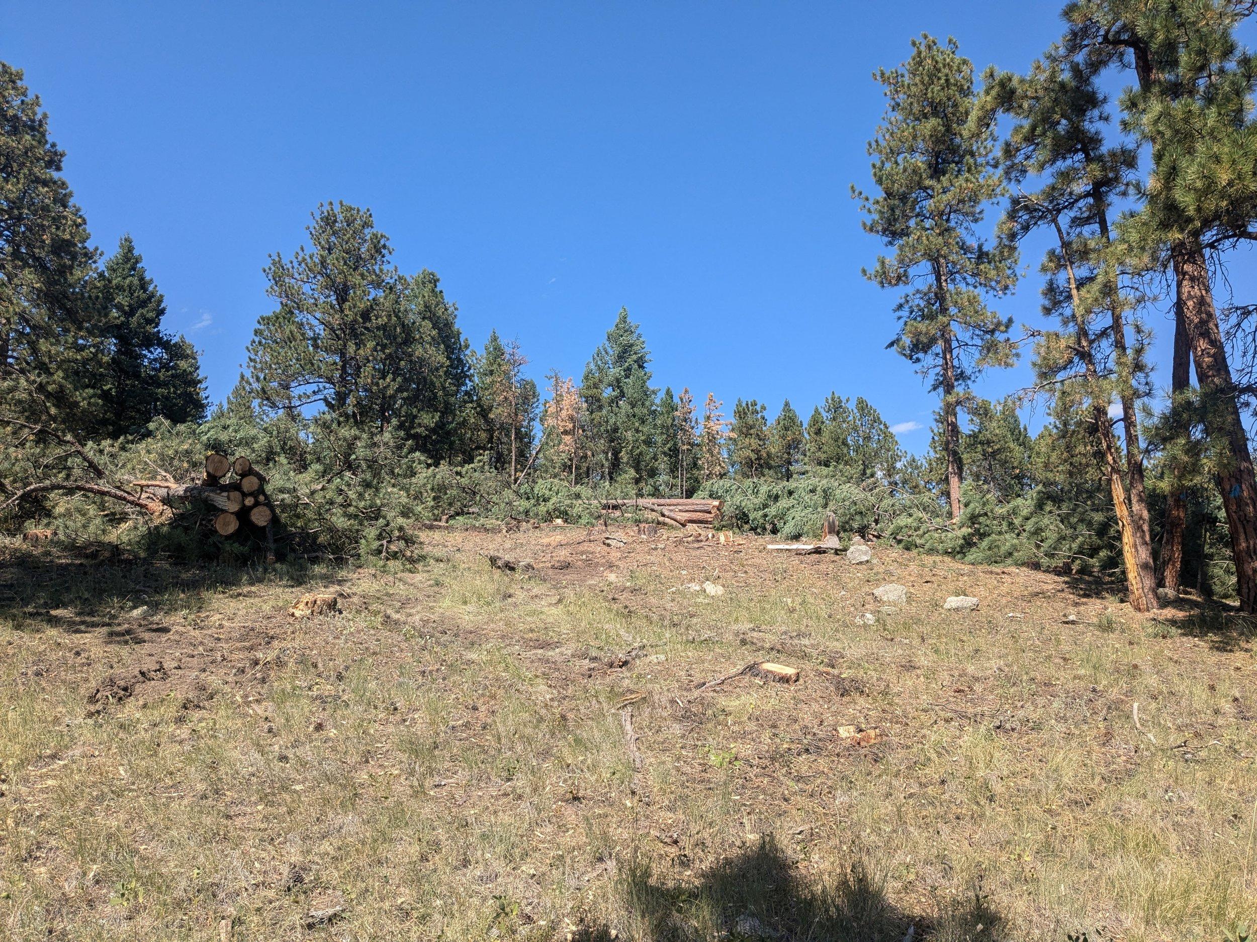 Conifer trees in a pile after forestry work in a conifer forest