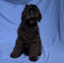 Large dog sitting in front fabric background 