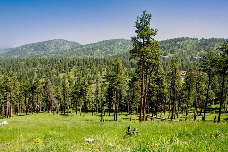 an open conifer forest with a valley of grass and wildflowers in the foreground and mountains in the background